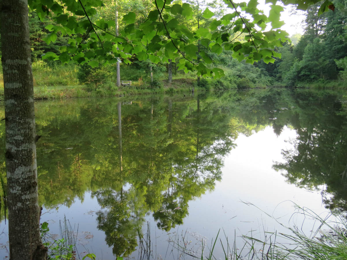 Bass pond