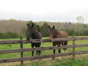 Two horses standing in a fenced field.
