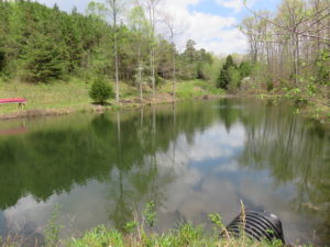 A pond with trees and bushes in the background.